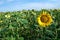 Photography of theÂ common sunflower field Helianthus annuus